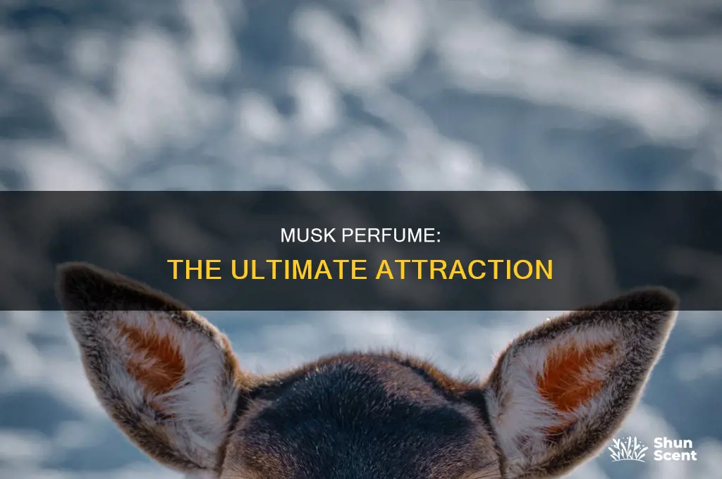 is musk perfume attractive