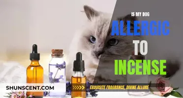 Incense Allergies in Dogs: What Owners Need to Know