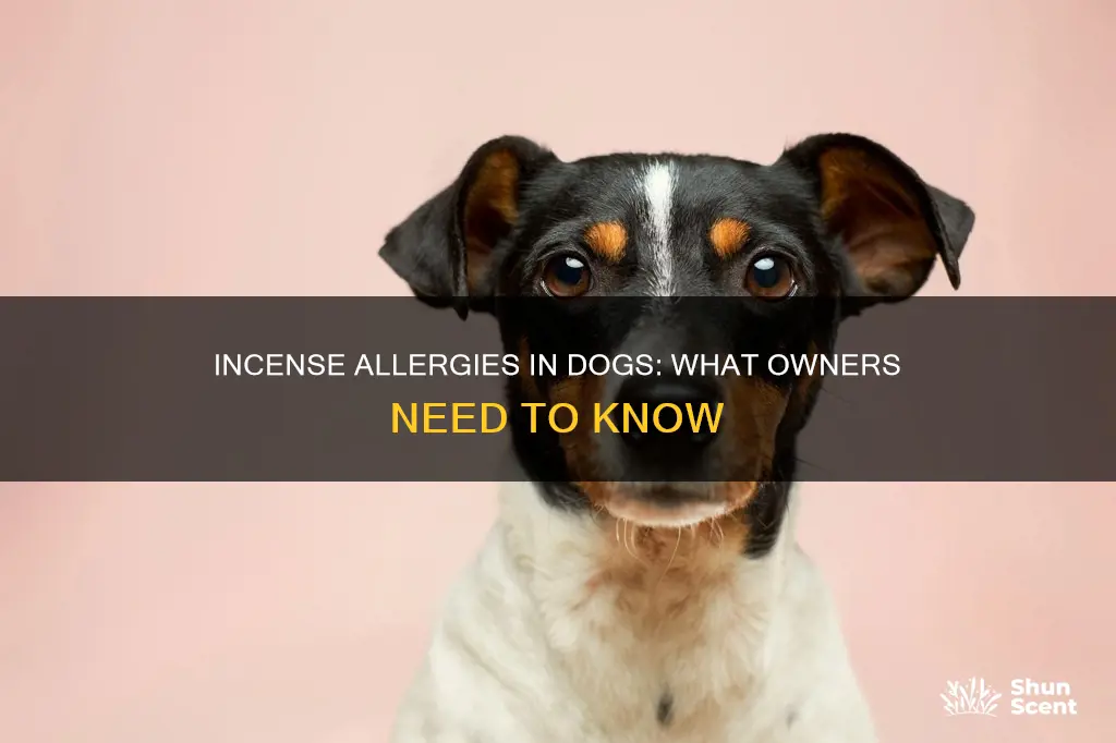 is my dog allergic to incense