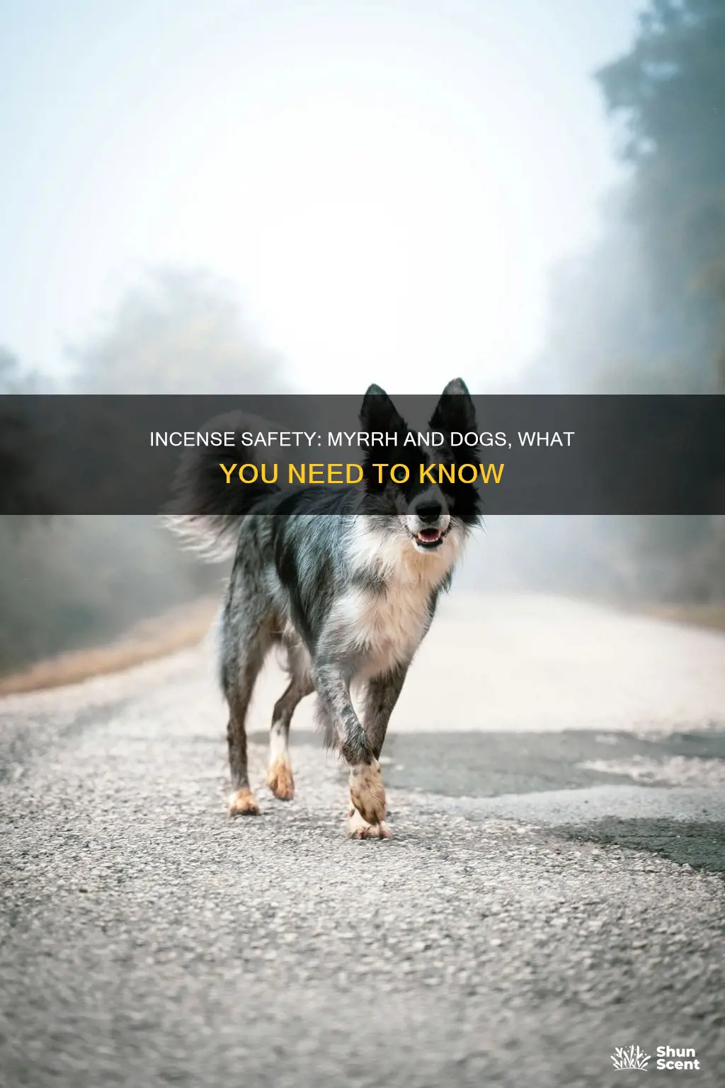 is myrrh incense safe for dogs
