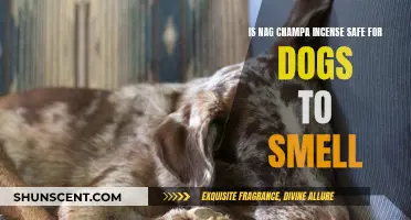 Incense and Canines: Is Nag Champa Safe for Dogs?