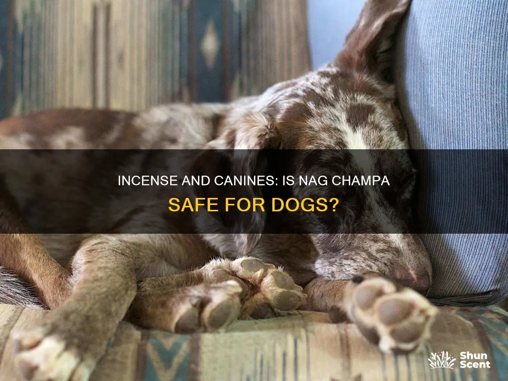 is nag champa incense safe for dogs to smell