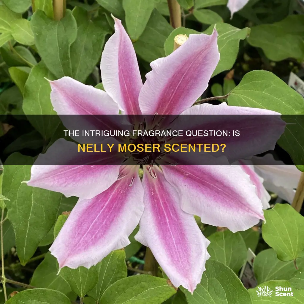is nelly moser a fragrance