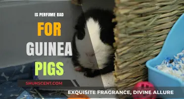 Perfume and Guinea Pigs: A Toxic Mix?