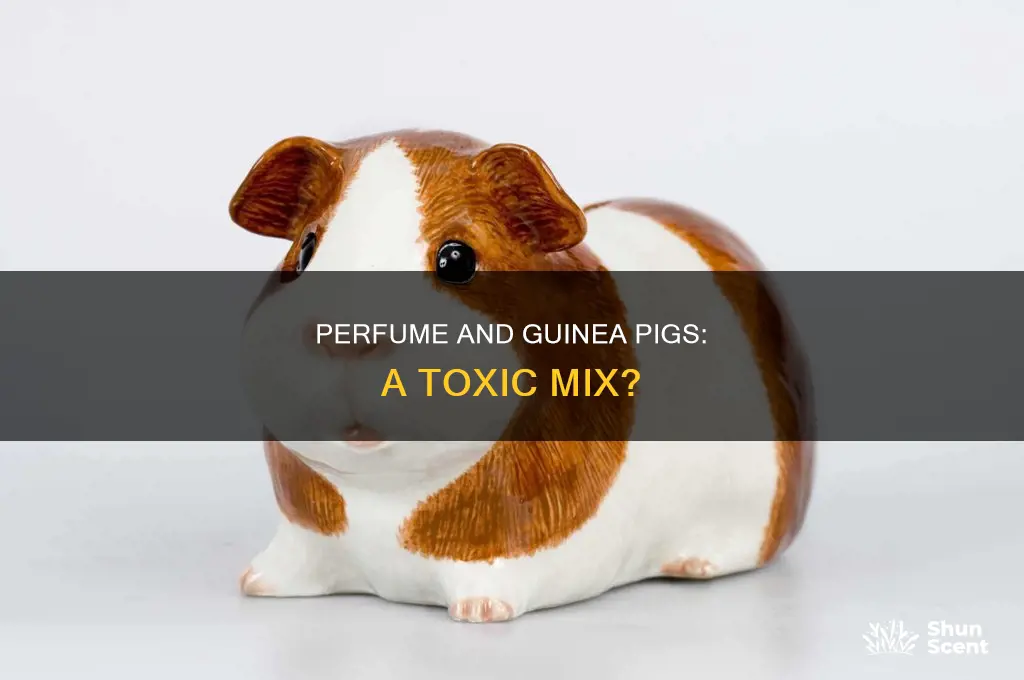 is perfume bad for guinea pigs