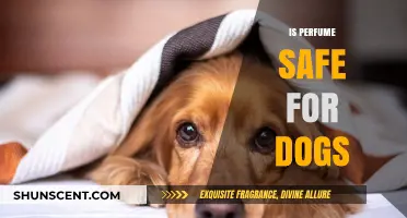 Perfume Safety: Dogs and Fragrance