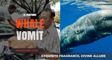 Is Perfume Made from Whale Vomit? Unraveling the Ambergris Myth