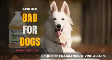 Is Pine Scent Safe for Dogs? What Pet Owners Need to Know