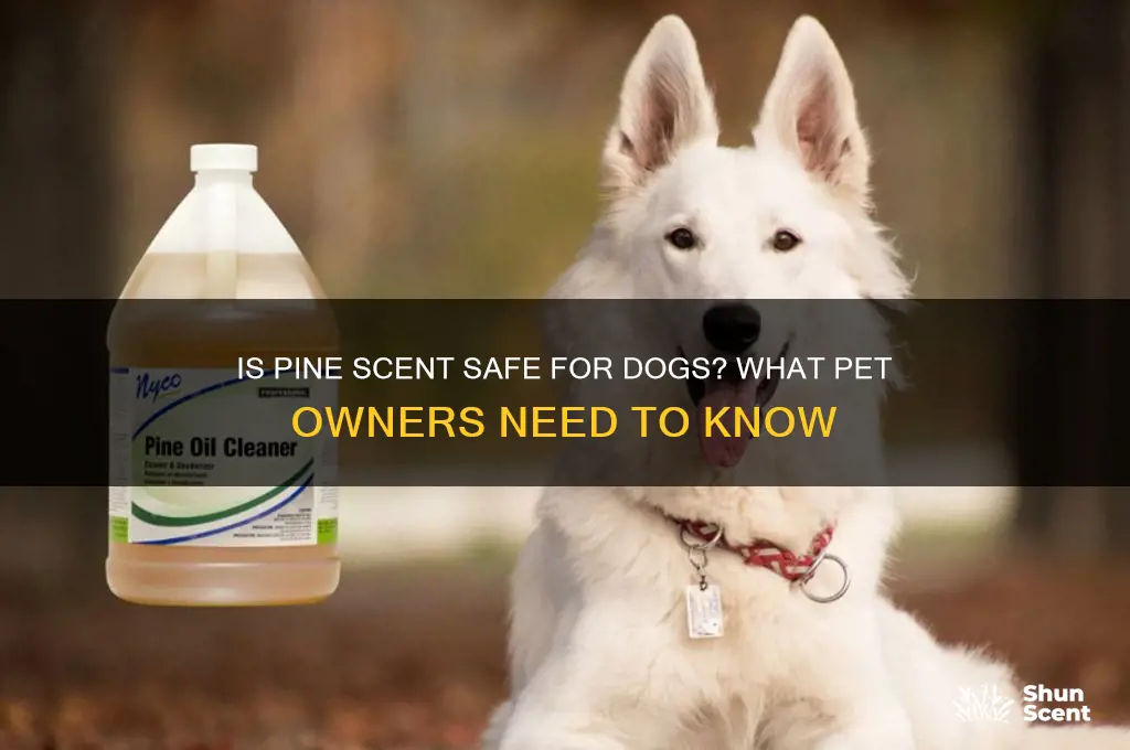 is pine scent bad for dogs