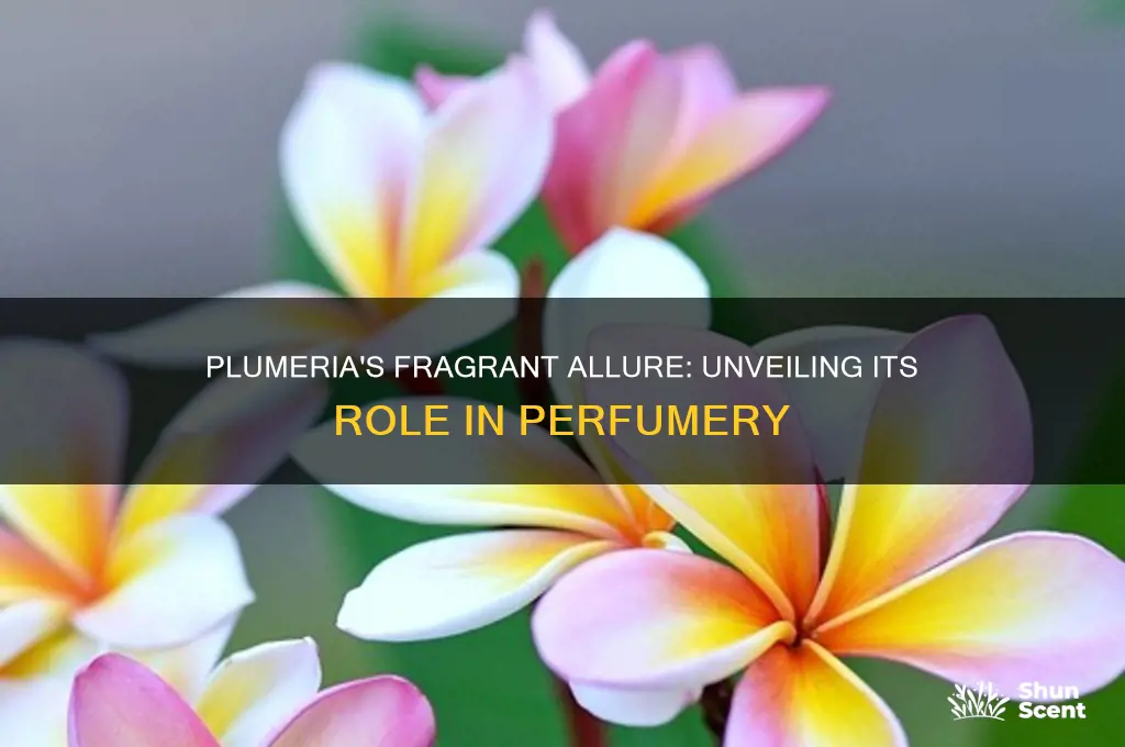 is plumeria used for perfume