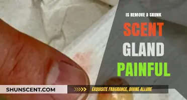 Understanding Skunk Scent Gland Removal: Is It Painful?