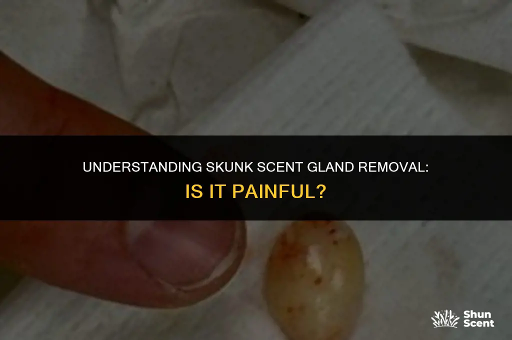 is remove a skunk scent gland painful