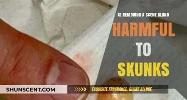 The Impact of Scent Gland Removal on Skunks: A Health Guide