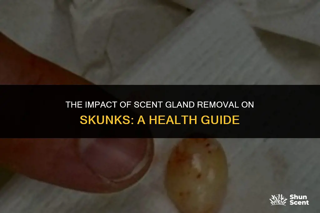 is removing a scent gland harmful to skunks