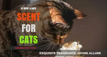Feline Fragrance Safety: Is Rose Scent Safe for Cats?