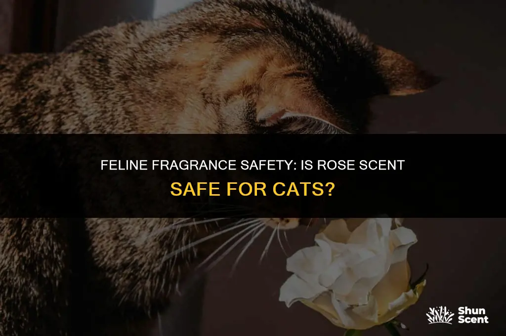 is rose a safe scent for cats