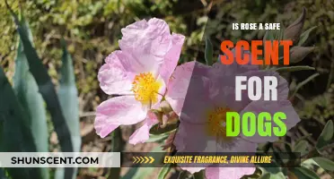 Is Rose a Safe Scent for Dogs: What You Need to Know