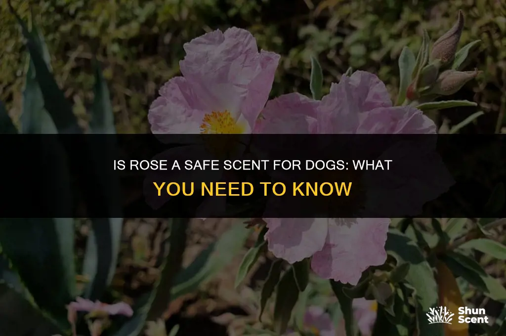 is rose a safe scent for dogs