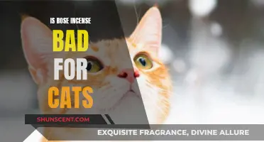 Incense and Cats: Is Rose Incense Toxic to Felines?