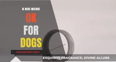 Incense and Canines: Is Rose Incense Safe for Dogs?
