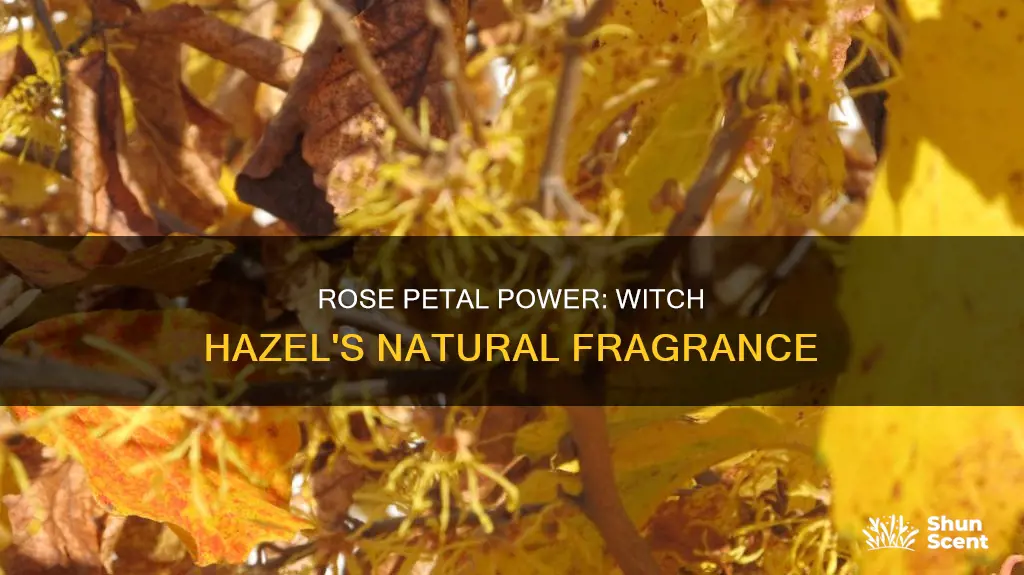is rose petal a natural fragrance in witch hazel