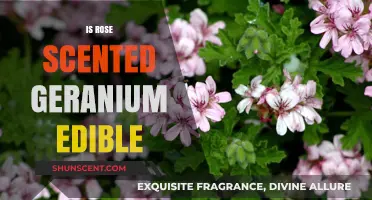 Exploring the Edibility of Rose-Scented Geranium: A Fragrant Culinary Journey