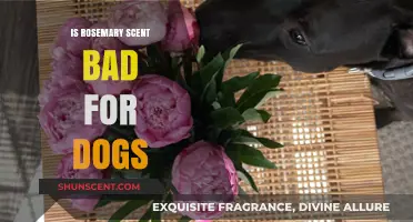 Is Rosemary Scent Safe for Dogs: What You Need to Know