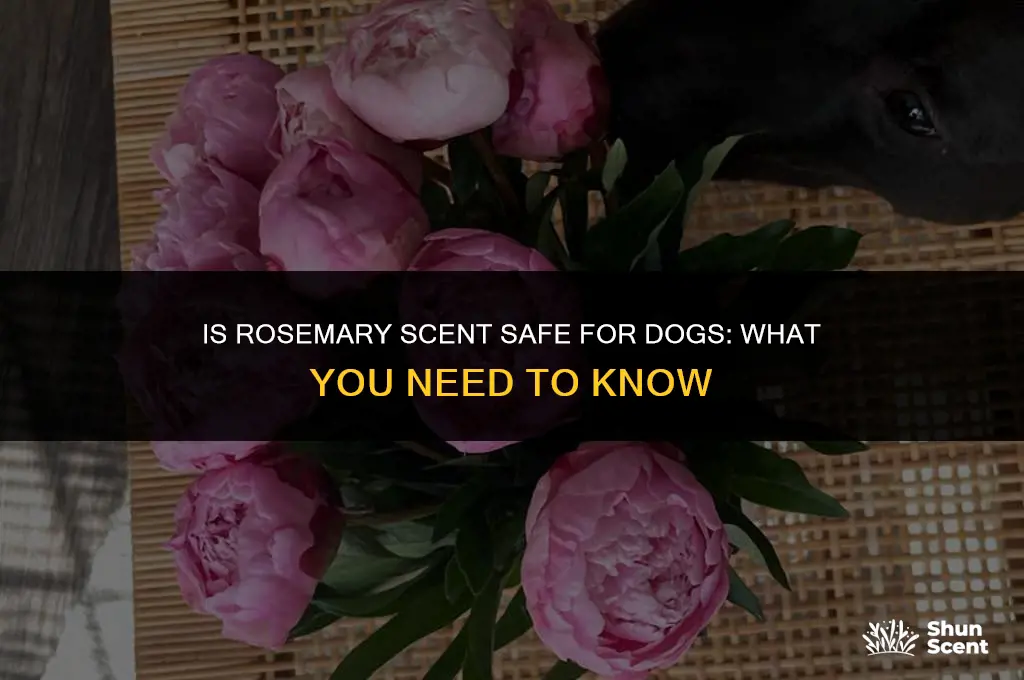 is rosemary scent bad for dogs