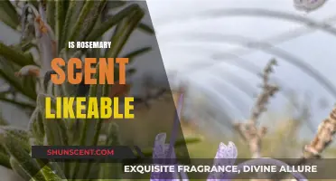 Exploring the Alluring Charm of Rosemary's Fragrant Appeal