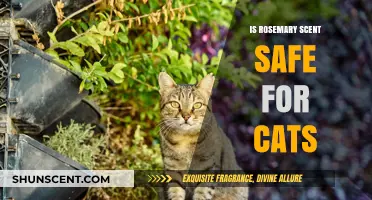 Is Rosemary Scent Safe for Cats? A Comprehensive Guide for Pet Owners