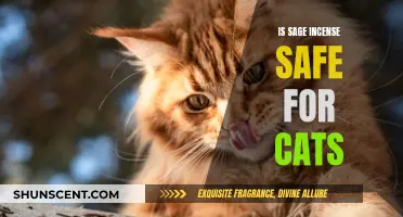 Incense and Cats: Is Burning Sage Safe?
