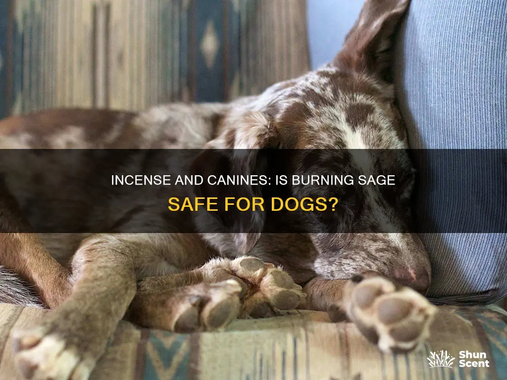 is sage incense safe for dogs