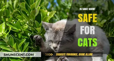 Feline-Friendly Aromas: Is Sage Scent Safe for Cats?