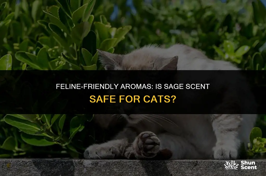 is sage scent safe for cats