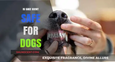 Canine Comfort: Is Sage Scent Safe for Your Furry Friend?
