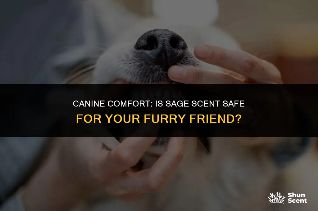 is sage scent safe for dogs