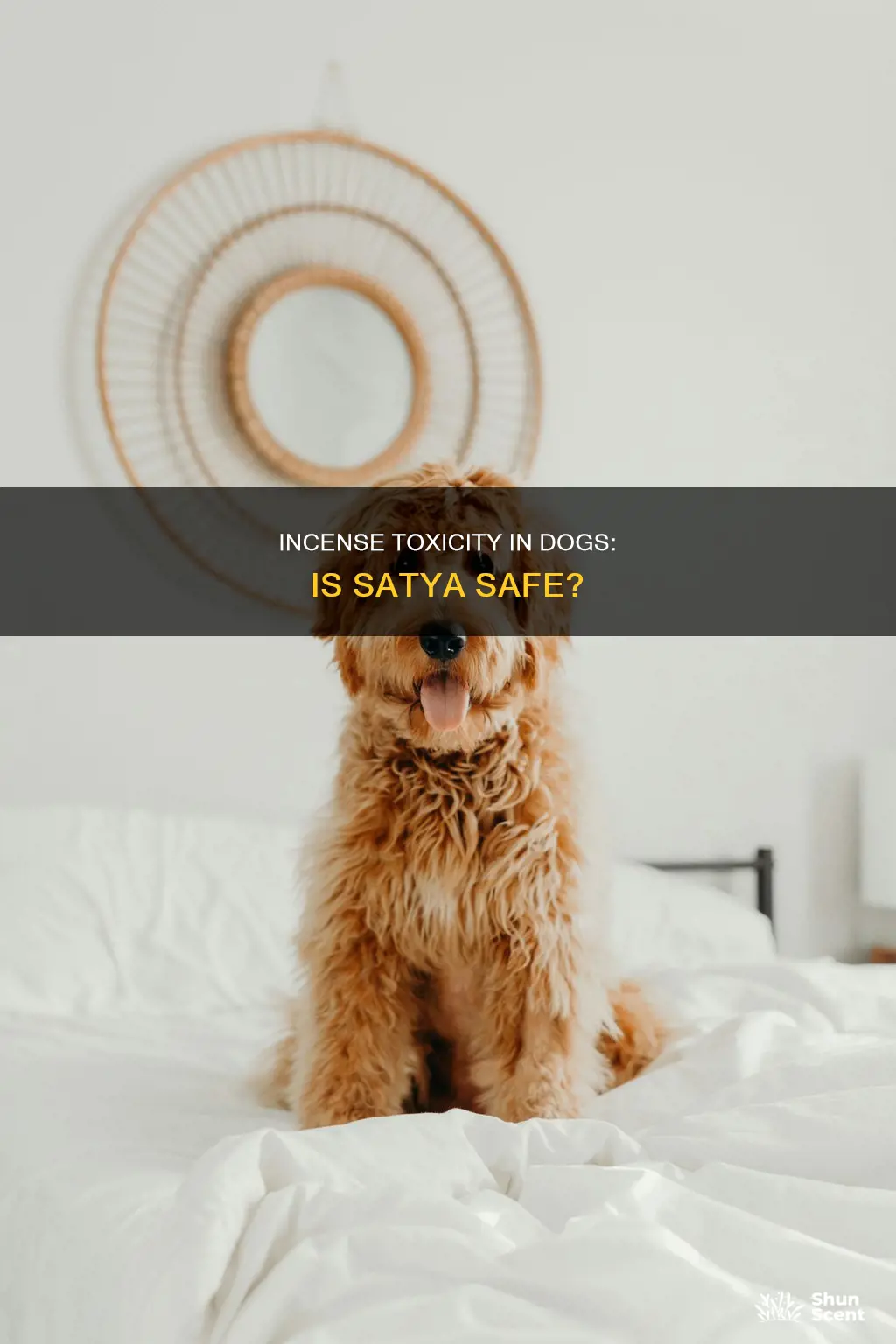 is satya incense toxic to dogs
