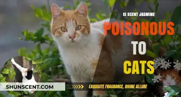 The Hidden Danger: Is Jasmine's Sweet Scent Toxic to Your Feline Friend?