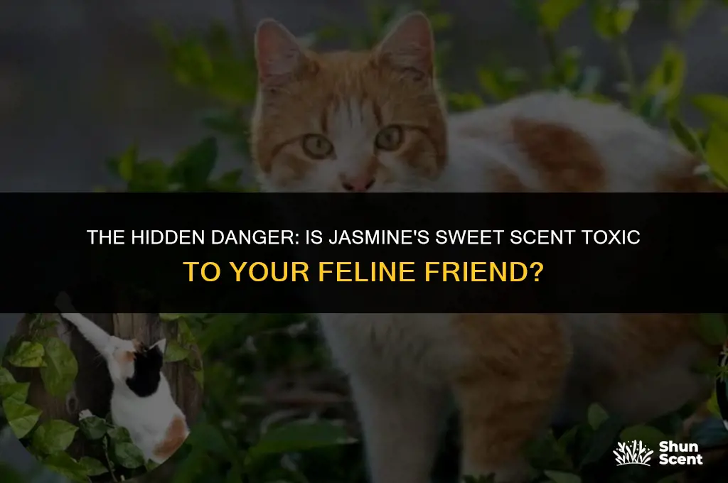 is scent jasmine poisonous to cats