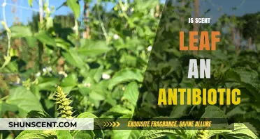 Exploring the Antibiotic Properties of Scent Leaf: A Natural Remedy?