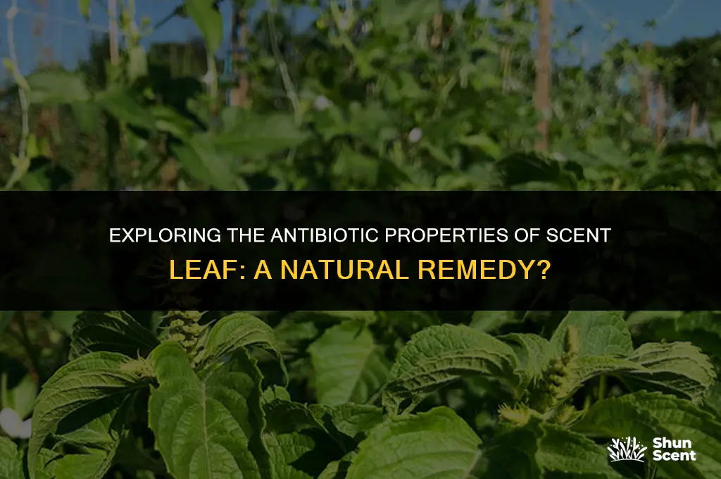 is scent leaf an antibiotic