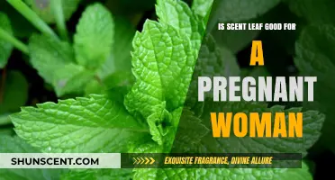 Exploring the Benefits and Safety of Scent Leaf for Expectant Mothers