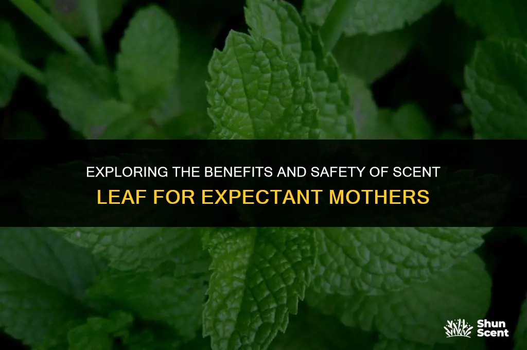 is scent leaf good for a pregnant woman