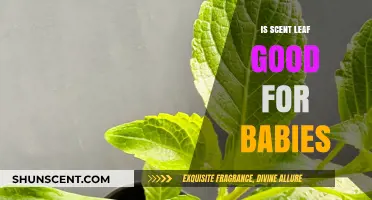 Exploring the Safety and Benefits of Scent Leaf for Babies