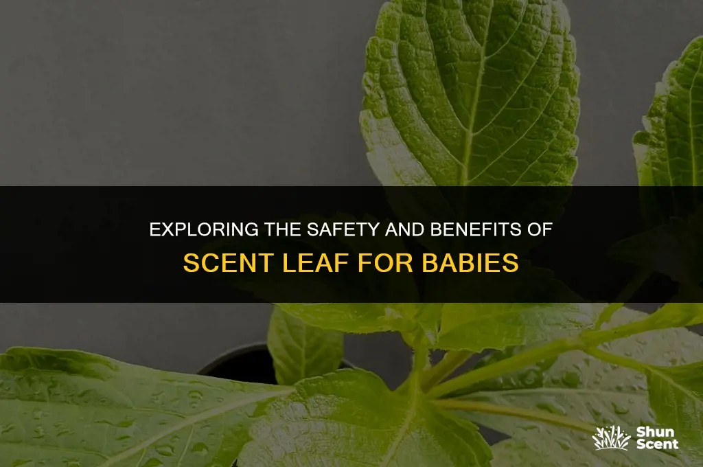 is scent leaf good for babies