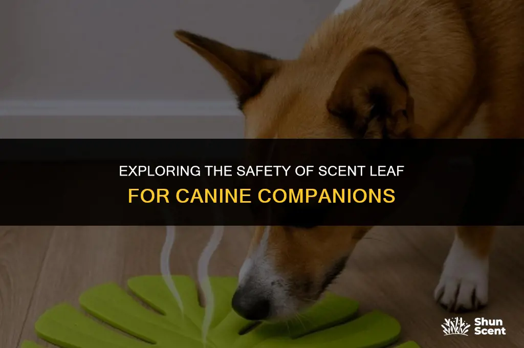 is scent leaf good for dogs