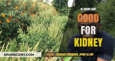 Exploring the Renal Benefits of Scent Leaf: A Comprehensive Guide