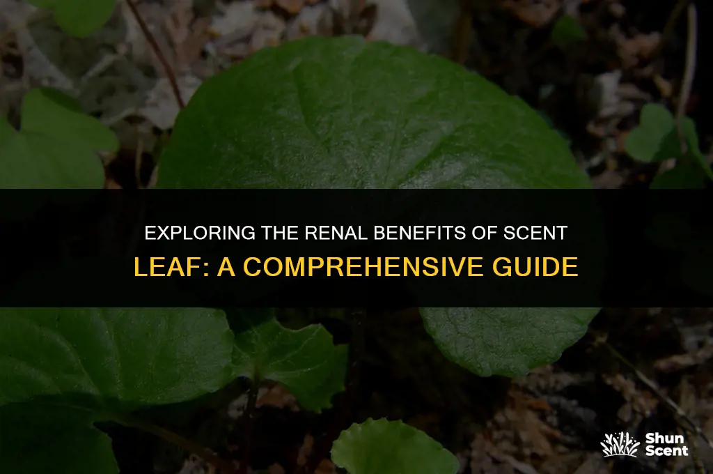 is scent leaf good for kidney
