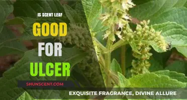 Exploring the Benefits of Scent Leaf for Ulcer Relief