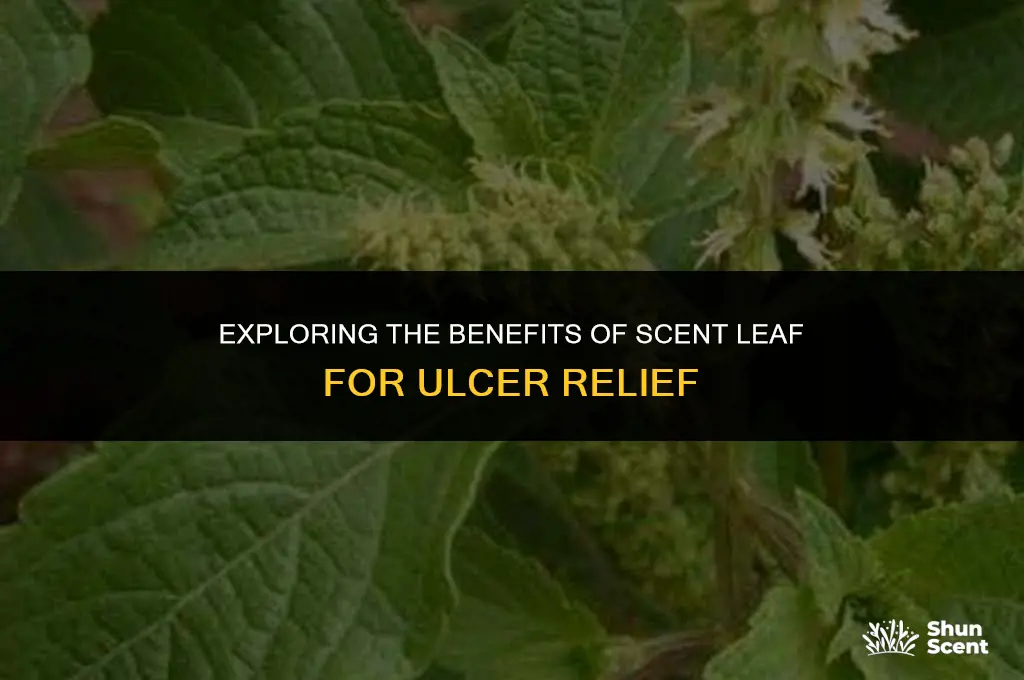 is scent leaf good for ulcer